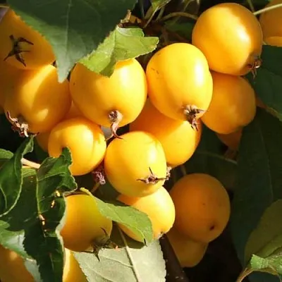 Яблоня ГОЛДЕН ХОРНЕТ декоративная  Яблоня ГОЛДЕН ХОРНЕТ декоративная в Тольятти