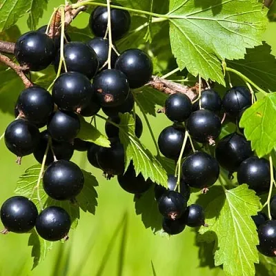 Смородина чёрная БЕЛОРУССКАЯ СЛАДКАЯ в Тольятти