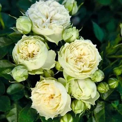 Саженцы роз БЛАНШЕТТ спрей  Саженцы роз БЛАНШЕТТ спрей в Тольятти