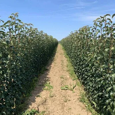 Саженцы почтой и ТК  Саженцы почтой и ТК в Тольятти