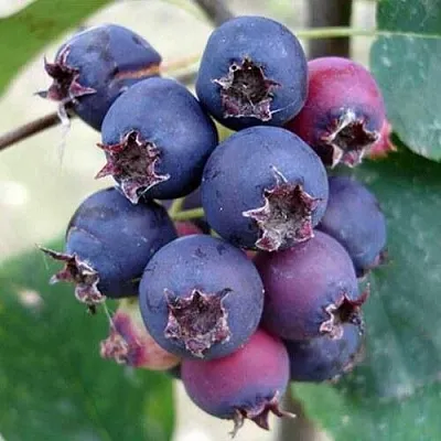 Ирга SLEYT в Тольятти