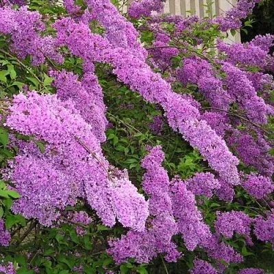 Сирень КИТАЙСКАЯ  Сирень КИТАЙСКАЯ в Тольятти