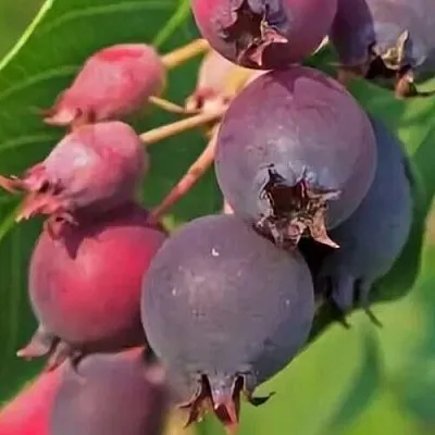 Ирга MANDAN в Тольятти