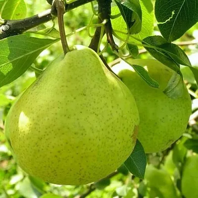 Груша ДАЛИКОР колонновидная  Груша ДАЛИКОР колонновидная в Тольятти