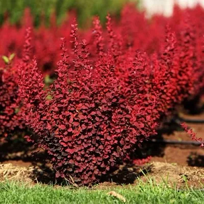 Барбарис ОРАНЖ РОКЕТ тунберга  Барбарис ОРАНЖ РОКЕТ тунберга в Тольятти