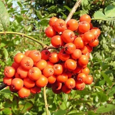 Рябина КОНЦЕНТРА сладкоплодная  Рябина КОНЦЕНТРА сладкоплодная в Тольятти