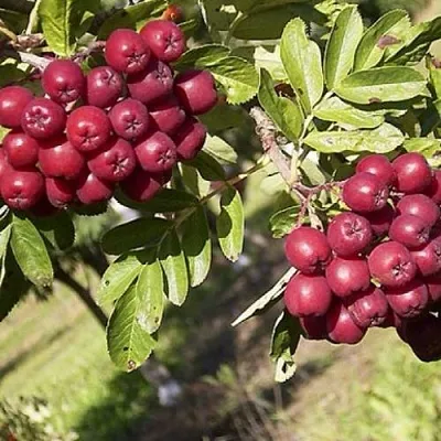 Рябина БУРКА сладкоплодная  Рябина БУРКА сладкоплодная в Тольятти