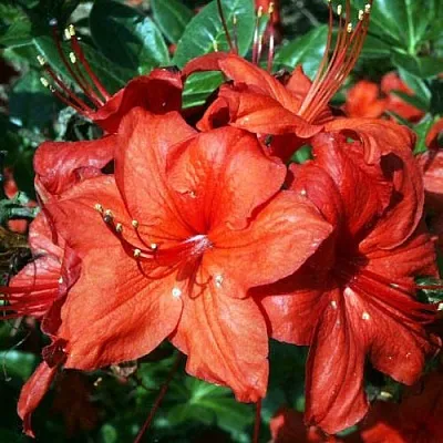 Азалия ДОЛОРОСО листопадная в Тольятти