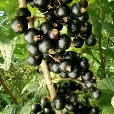 Смородина черная БЕН ТИРЕН — описание сорта Смородина черная БЕН ТИРЕН в Тольятти