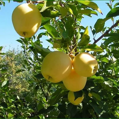 Яблоня ГОЛДЕН МИЛЛЕНИУМ  Яблоня ГОЛДЕН МИЛЛЕНИУМ в Тольятти