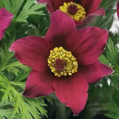 Прострел ПИНВИЛ РЕД ШЕЙДЕС в Тольятти