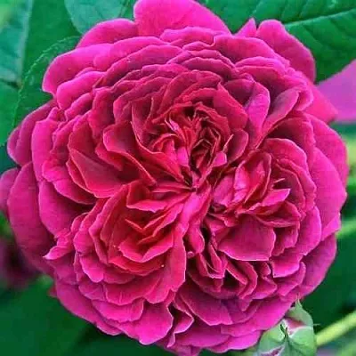 Саженцы роз ВИЛЬЯМ ШЕКСПИР английская  Саженцы роз ВИЛЬЯМ ШЕКСПИР английская в Тольятти