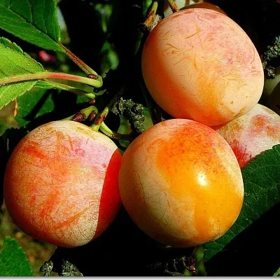 Ранняя Ранняя в Тольятти