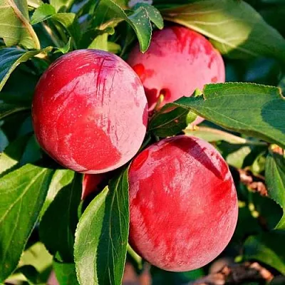 Красная Красная в Тольятти