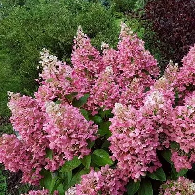 Гортензия ПИНКИ ВИНКИ метельчатая в Тольятти