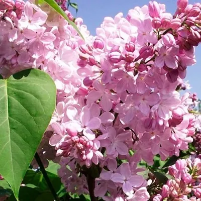 Сирень АДЕЛИНА  Сирень АДЕЛИНА в Тольятти