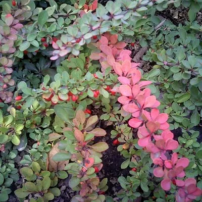 Барбарис ГРИН КАРПЕТ тунберга  Барбарис ГРИН КАРПЕТ тунберга в Тольятти