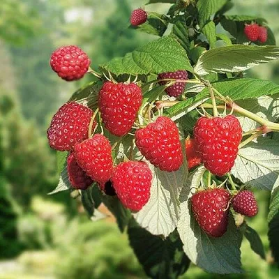 Малина РУБИФОЛ  Малина РУБИФОЛ в Тольятти