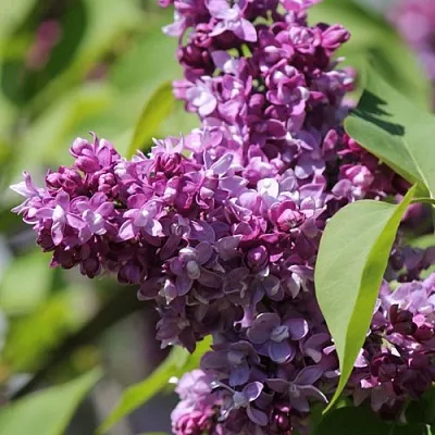 Сирень ИЗОБИЛИЕ  Сирень ИЗОБИЛИЕ в Тольятти