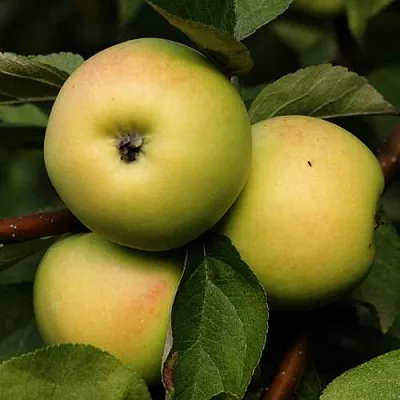 Яблоня ДАНИЛА  Яблоня ДАНИЛА в Тольятти