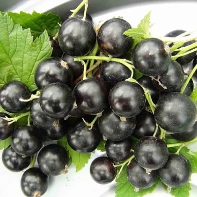 Смородина черная ТИТАНИЯ  Смородина черная ТИТАНИЯ в Тольятти