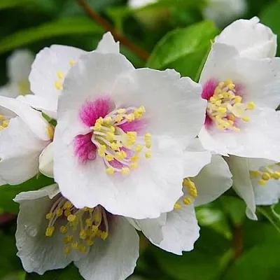 Жасмин БЕЛЬ ЭТУАЛЬ  Жасмин БЕЛЬ ЭТУАЛЬ в Тольятти