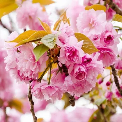 Сакура КАНЗАН  Сакура КАНЗАН в Тольятти