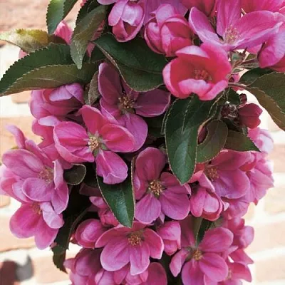 Яблоня ЗЕЛЁНЫЙ БУКЕТ декоративная в Тольятти