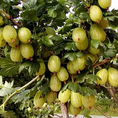 Крыжовник ИНВИКТА  Крыжовник ИНВИКТА в Тольятти