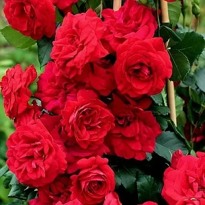 Саженцы роз АМАДЕУС плетистая  Саженцы роз АМАДЕУС плетистая в Тольятти