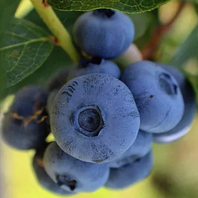 Средние сорта Средние сорта в Тольятти