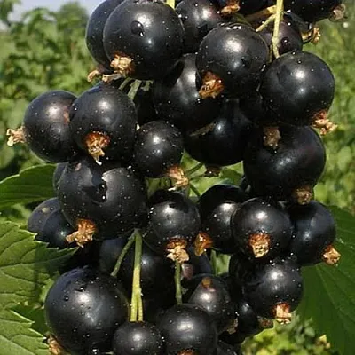 Смородина черная ИСКУШЕНИЕ  Смородина черная ИСКУШЕНИЕ в Тольятти