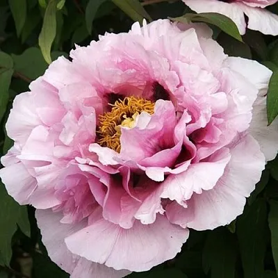 Пион РОЗОВАЯ РЕКА древовидный в Тольятти