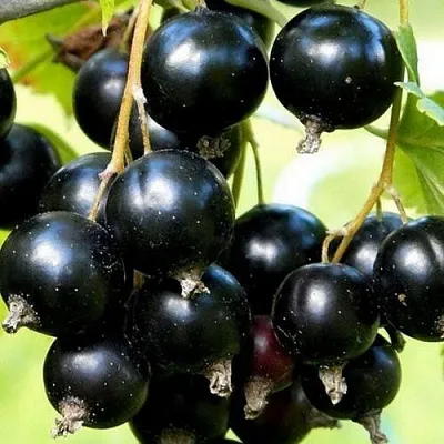 Смородина чёрная СОКРОВИЩЕ  Смородина чёрная СОКРОВИЩЕ в Тольятти