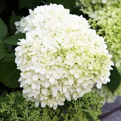 Гортензия УАЙТ ЛЕДИ метельчатая в Тольятти