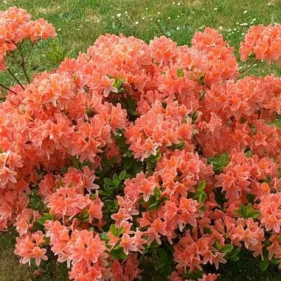 Рододендрон ЯПОНСКИЙ ОРАНЖЕВЫЙ  Рододендрон ЯПОНСКИЙ ОРАНЖЕВЫЙ в Тольятти