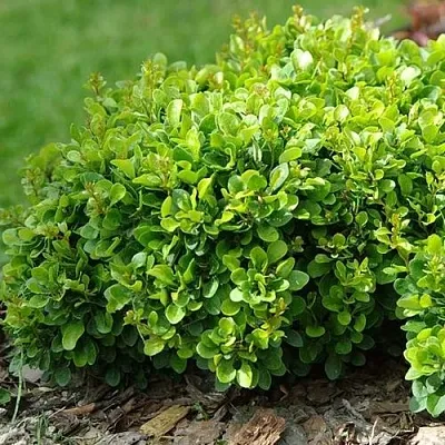 Барбарис КОБОЛЬД тунберга  Барбарис КОБОЛЬД тунберга в Тольятти