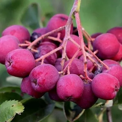 Рябина ДЕСЕРТНАЯ МИЧУРИНА сладкоплодная  Рябина ДЕСЕРТНАЯ МИЧУРИНА сладкоплодная в Тольятти