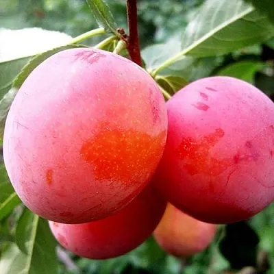 Слива КОМЕТА  Слива КОМЕТА в Тольятти