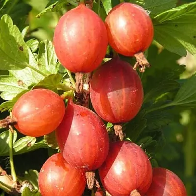 Крыжовник МАШЕКА  Крыжовник МАШЕКА в Тольятти