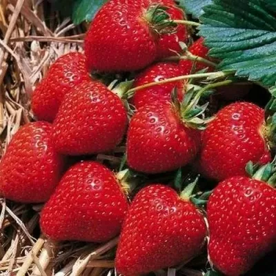 Клубника КИМБЕРЛИ в Тольятти