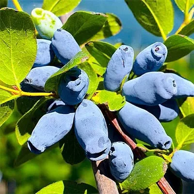 Жимолость съедобная АВРОРА  Жимолость съедобная АВРОРА в Тольятти