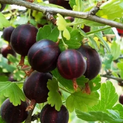 Крыжовник СЕВЕРНЫЙ КАПИТАН  Крыжовник СЕВЕРНЫЙ КАПИТАН в Тольятти