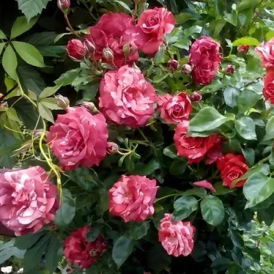 Саженцы роз БРАУНИ плетистая — описание сорта Саженцы роз БРАУНИ плетистая в Тольятти