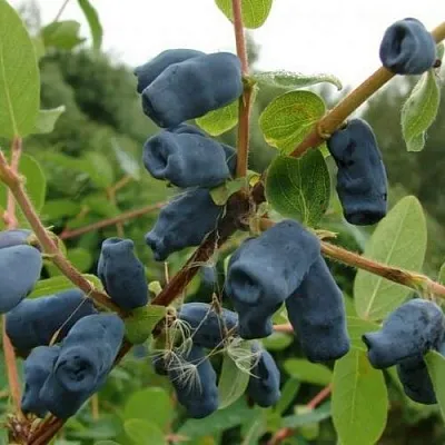 Жимолость съедобная ПУШКИНСКАЯ  Жимолость съедобная ПУШКИНСКАЯ в Тольятти