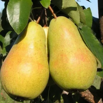 Груша ЧИЖОВСКАЯ — описание сорта Груша ЧИЖОВСКАЯ в Тольятти