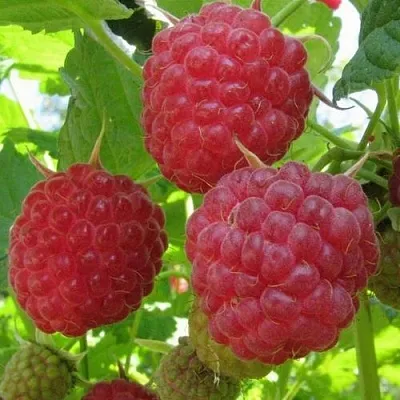 Малина НОВОСТЬ КУЗЬМИНА   Малина НОВОСТЬ КУЗЬМИНА  в Тольятти