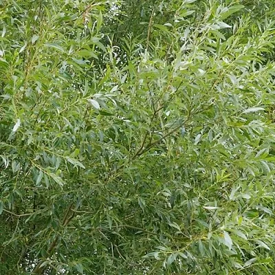 Ива ВИТЕЛЛИНА белая   Ива ВИТЕЛЛИНА белая  в Тольятти