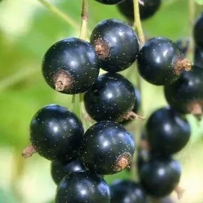 Смородина черная СТРЕЛЕЦ  Смородина черная СТРЕЛЕЦ в Тольятти