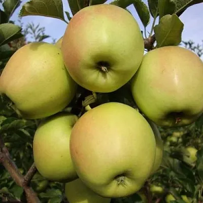 Яблоня СКИФСКОЕ ЗОЛОТО  Яблоня СКИФСКОЕ ЗОЛОТО в Тольятти